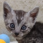 Egyptian Mau smoke male DOB 2-21-23