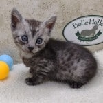 Egyptian Mau smoke male DOB 2-21-23