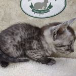 Egyptian Mau smoke male DOB 2-21-23