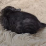 Egyptian Mau smoke male DOB 2-21-23