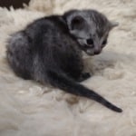 Egyptian Mau smoke male DOB 2-21-23