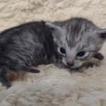Egyptian Mau smoke male DOB 2-21-23