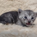 Egyptian Mau smoke male DOB 2-21-23