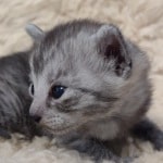 Egyptian Mau smoke male DOB 2-21-23