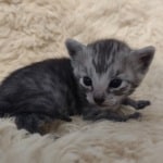 Egyptian Mau smoke male DOB 2-21-23