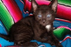 Smokey Mau smoke Male 2 lockets DOB 4-23-20