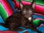 Smokey Mau smoke Male 2 lockets DOB 4-23-20