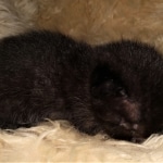 Mau, Smoke, Male, 2 lockets, DOB 4-1-20