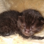 Mau, Smoke, Male, 2 lockets, DOB 4-1-20