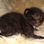 Mau, Smoke, Male, 2 lockets, DOB 4-1-20