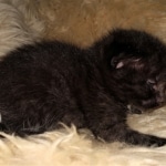 Mau, Smoke, Male, 2 lockets, DOB 4-1-20