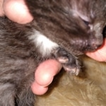 Mau, Smoke, Male, 2 lockets, DOB 4-1-20