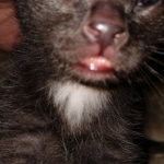 Mau, Smoke, Male, 2 lockets, DOB 4-1-20