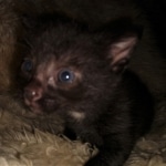 Mau, Smoke, Male, 2 lockets, DOB 4-1-20