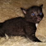 Mau, Smoke, Male, 2 lockets, DOB 4-1-20