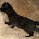 Mau, Smoke, Male, 2 lockets, DOB 4-1-20