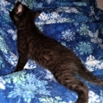 Mau, Smoke, Male, 2 lockets, DOB 4-1-20