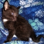 Mau, Smoke, Male, 2 lockets, DOB 4-1-20