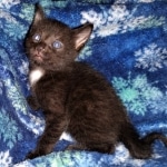 Mau, Smoke, Male, 2 lockets, DOB 4-1-20