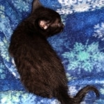 Mau, Smoke, Male, 2 lockets, DOB 4-1-20