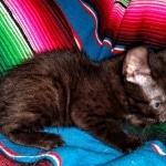 Mau, Smoke, Male, 2 lockets, DOB 4-1-20