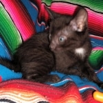 Mau, Smoke, Male, 2 lockets, DOB 4-1-20