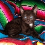 IMau, Smokey, Male, 2 lockets, DOB 4-1-20