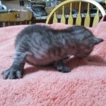 Mau, Smoke, Male DOB 4-30-18