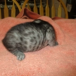 Mau, Smoke, Male DOB 4-30-18