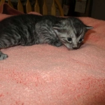 Mau, Smoke, Male DOB 4-30-18