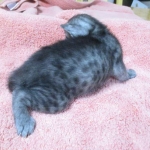 Mau, Smoke, Male DOB 4-30-18