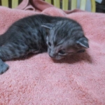 Mau, Smoke, Male DOB 4-30-18