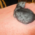 Mau, Smoke, Male DOB 4-30-18