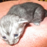 Mau, Smoke, Male DOB 4-30-18