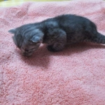 Mau, Smoke, Male DOB 4-30-18