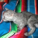 Mau, Smoke, Male DOB 4-30-18