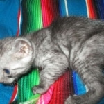 Mau, Smoke, Male DOB 4-30-18