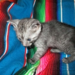 Mau, Smoke, Male DOB 4-30-18