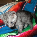 Mau, Smoke, Male DOB 4-30-18