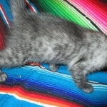 Mau, Smoke, Male DOB 4-30-18