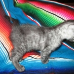 Mau, Smoke, Male DOB 4-30-18