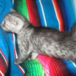 Mau, Smoke, Male DOB 4-30-18