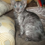 Mau, Smoke, Male DOB 4-30-18