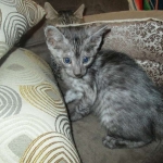 Mau, Smoke, Male DOB 4-30-18