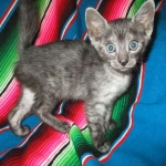 Mau, Smoke, Male DOB 4-30-18