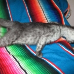 Mau, Smoke, Male DOB 4-30-18