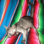 Mau, Smoke, Male DOB 4-30-18