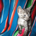 Mau, Smoke, Male DOB 4-30-18