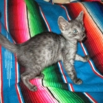 Mau, Smoke, Male DOB 4-30-18