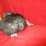 Mau, Smoke, Male DOB 4-30-18